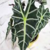 Alocasia Polly - Image 4
