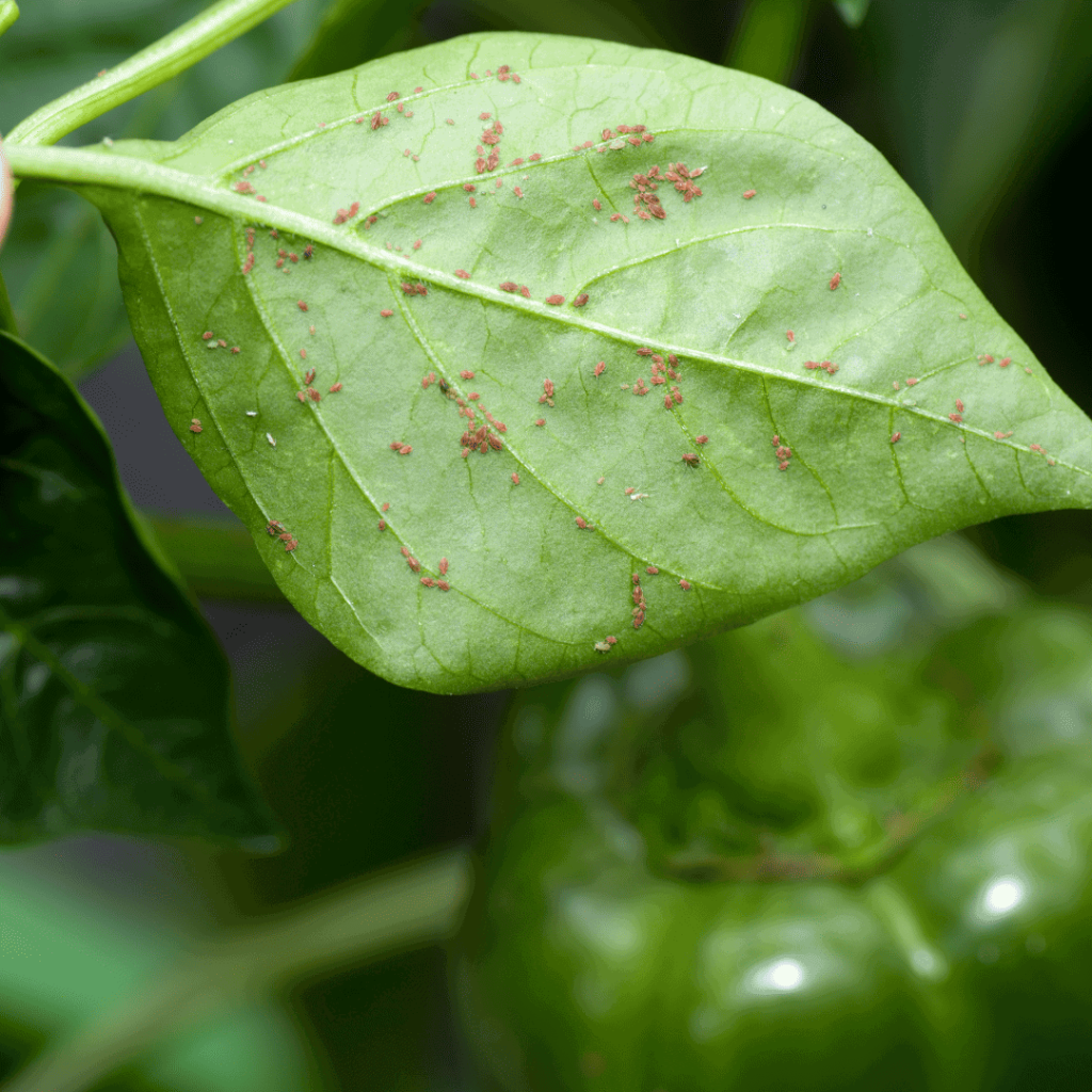 Aphids Aphid pests Bugs plants leaves pest common pests and diseases sick plants plant sickness plant illness