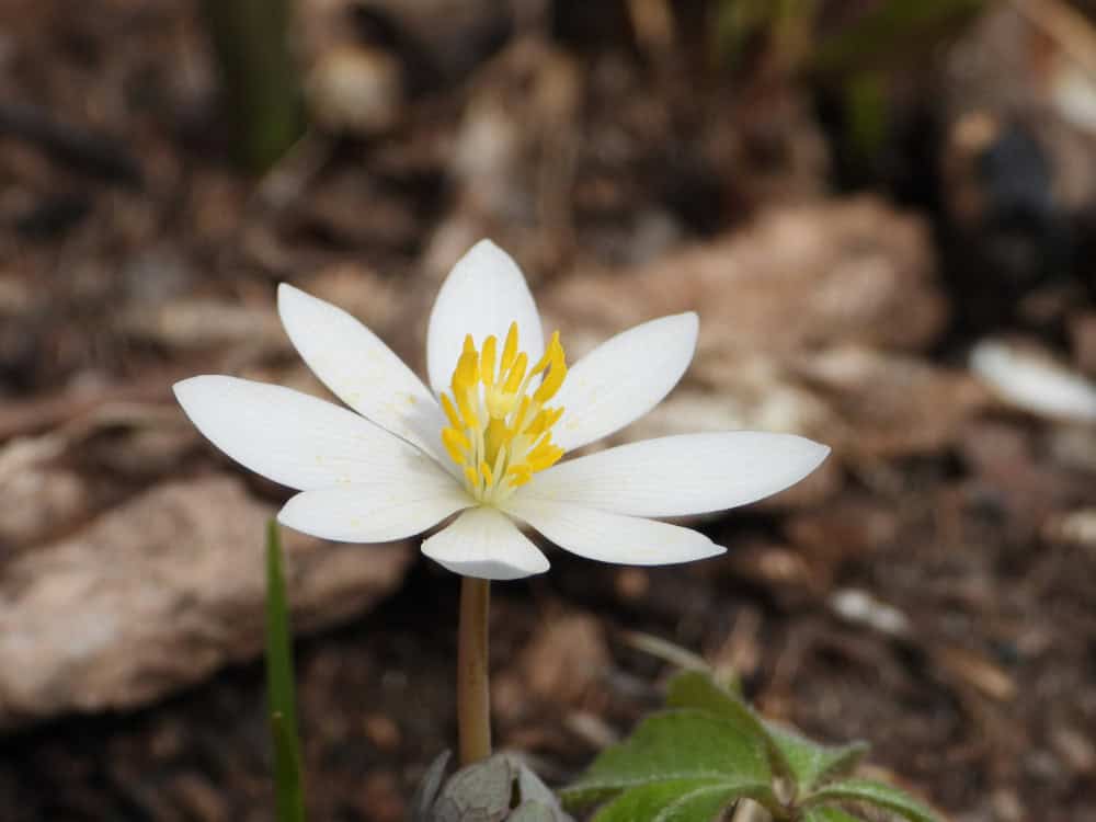 native plants atlanta