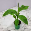 Banana Basjoo