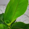 Banana Basjoo