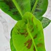 banana Cavendish plants in florida| Tropical Plants of florida