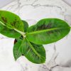 Banana Cavendish Plant in florida| Tropical Plants of florida