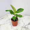 Banana Cavendish Plant in florida| Tropical Plants of florida