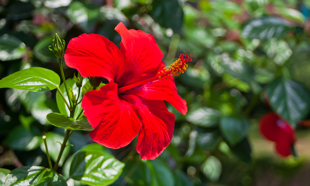 Best Arbor Plants for a Tropical Themed Wedding hibiscus red