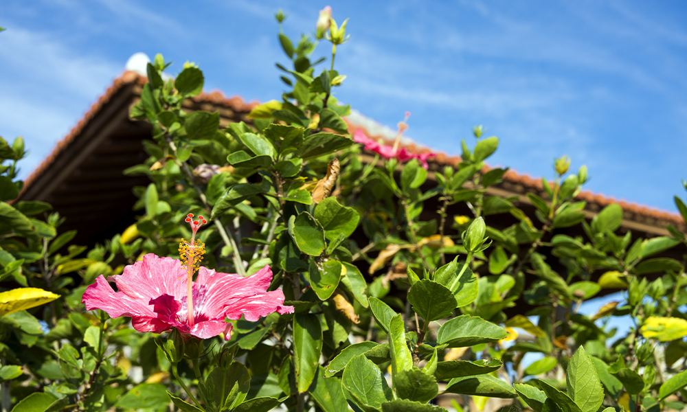 Best Arbor Plants for a Tropical Themed Wedding hibiscus vine