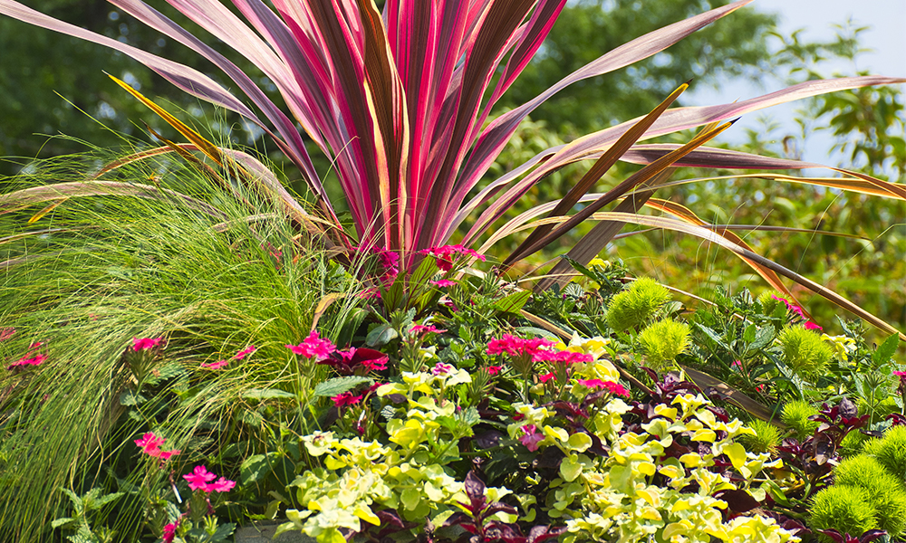 Effective Recipe for Stunning Tropical Planters canna lily thriller