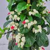 Bleeding Heart Trellis Red and White
