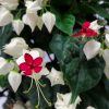 Bleeding Heart Trellis Red and White
