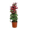 red and purple bleeding heart vine trellis
