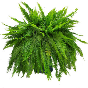 12inch Hanging Boston Fern