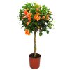 Braided Hibiscus Double Peach