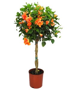 Braided Hibiscus Double Peach Hibiscus Hibiscus Hibiscus Flower Tropical Flower Colorful Flower Hibiscus tree Braided Hibiscus Tree