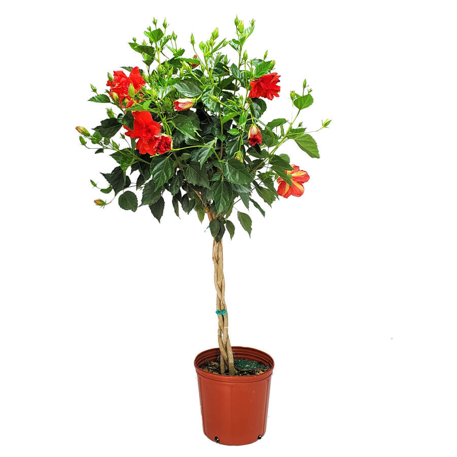 Braided Double Red Hibiscus Tree
