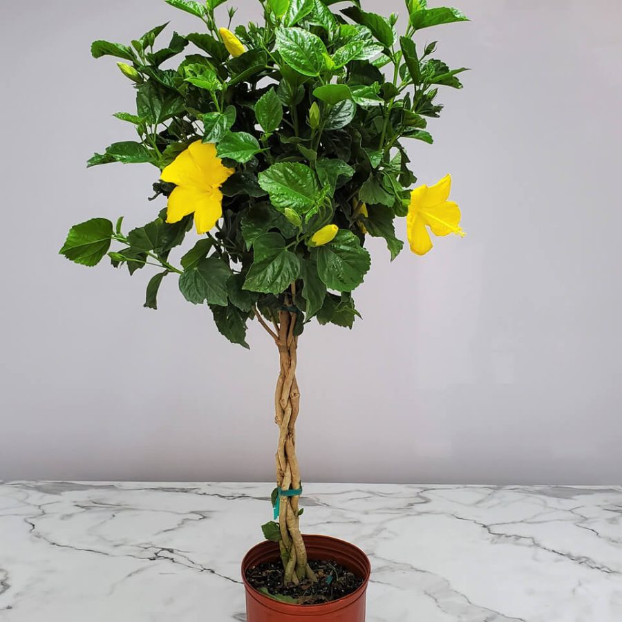 yellow hibiscus tree braided or standard | tropical plants of florida