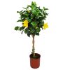 Braided Yellow Hibiscus Tree