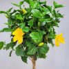 Hibiscus Tree Yellow - Image 3