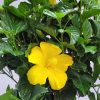 Hibiscus Tree Yellow - Image 4
