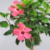 Braided Hibiscus Tree Painted Lady Pink