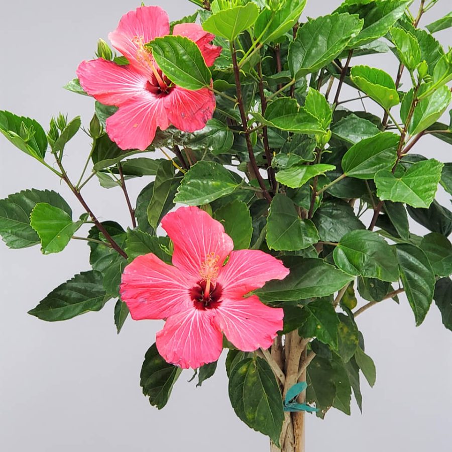 Braided Hibiscus Tree Hibiscus Plants Live Overall Height 44 to 48 Tropical Plants of Florida Pink Painted Lady 3 Gallon Pot