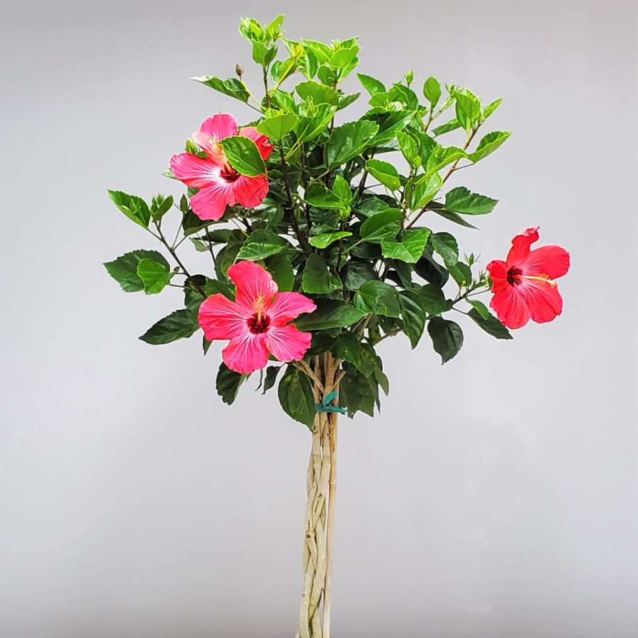 Braided Hibiscus Tree Painted Lady Pink