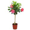 Braided Pink Hibiscus Tree