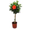 braided hibiscus president red