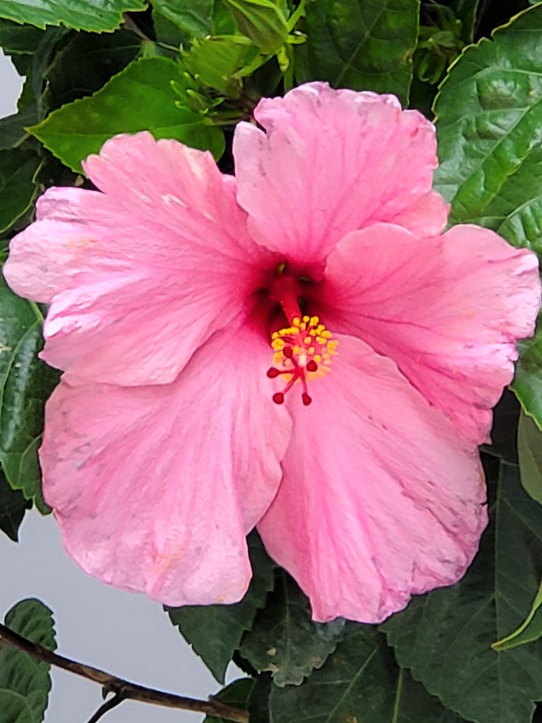Braided Hibiscus Braided Hibiscus Flower Flower Pink Pink Flower Hibiscus Flower Tropical flower Colorful Flower Colorful