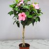 Braided Hibiscus Tree Seminole Pink