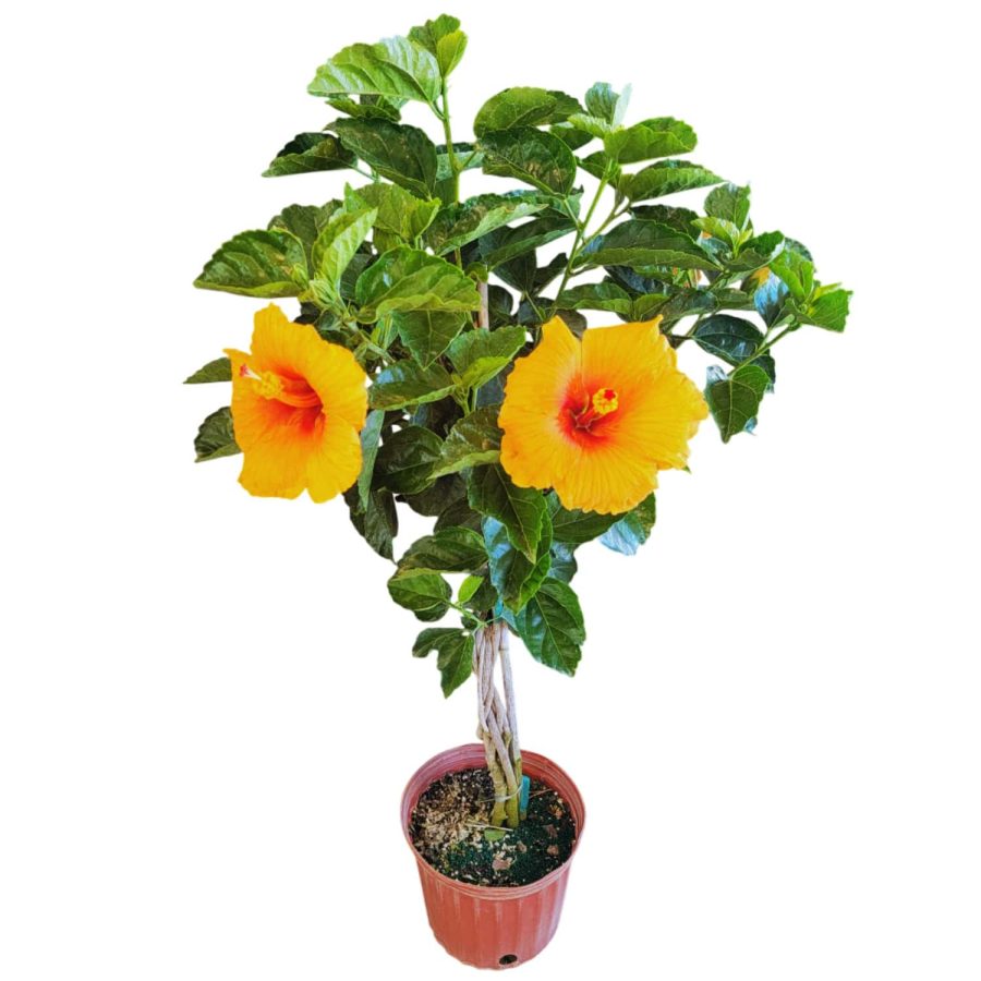 Braided Mango Hibiscus Tree for Sale