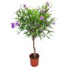 Braided Ruellia Tree