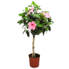 Braided Seminole Pink Hibiscus Tree