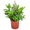 Blue Butterfly Bush