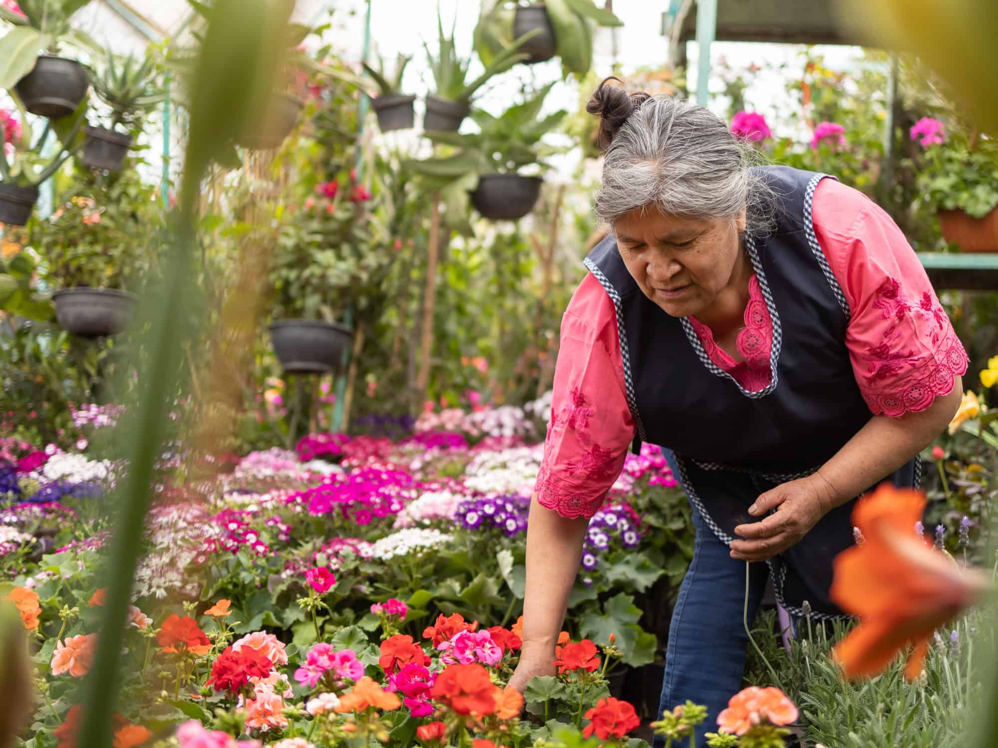 Buy Plants New Mexico