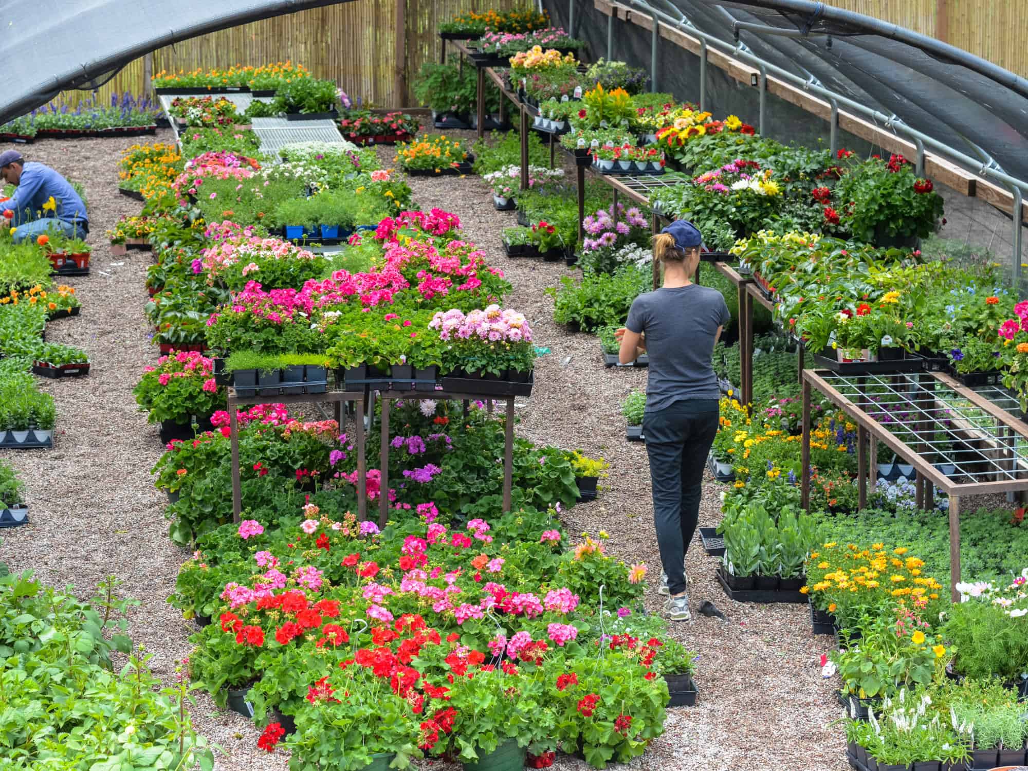 buy plants for colorado