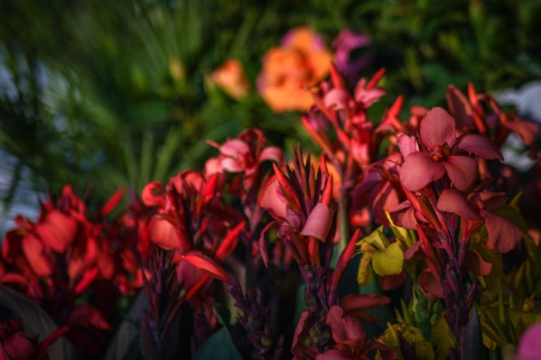 CAnnas