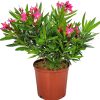 Calypso Pink Oleander Bush