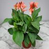Canna Lily Peach