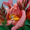 Canna Lily Peach