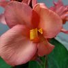 Canna Lily Peach