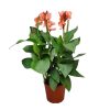 Canna Lily Peach
