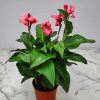 Canna Lily Pink