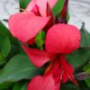 Canna Lily Pink