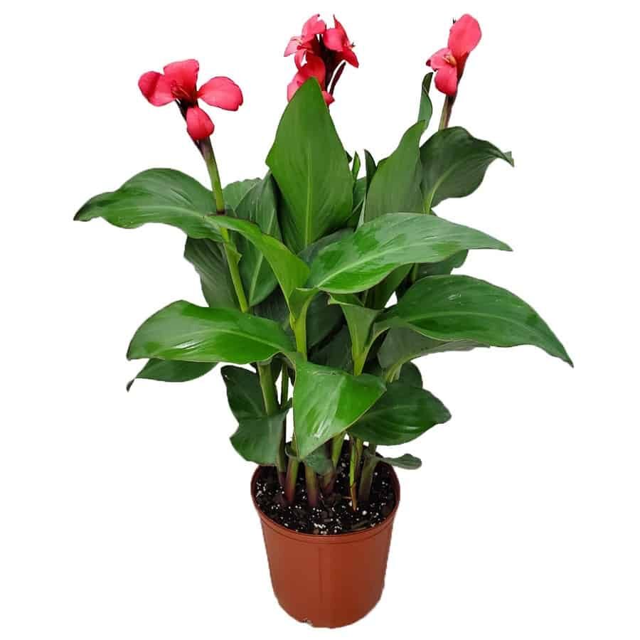 Canna Lily Pink