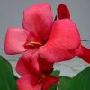 Canna Lily Pink