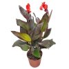 Canna Lily Red