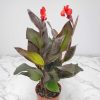 Canna Lily Red