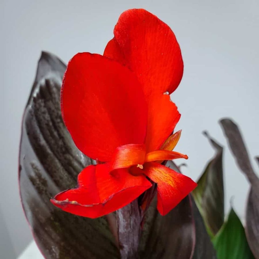 Canna Lily Red