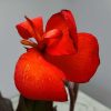 Canna Lily Red