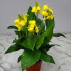 Canna Lily Yellow
